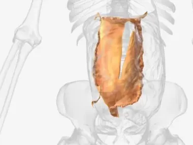Peritoneal Meso
